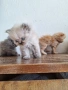 Персийски котенца, снимка 8