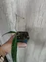 Хоя Pubicalyx Red Buton, снимка 4