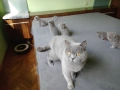 Британчета котета, снимка 7
