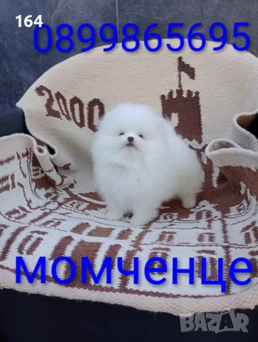 Чисто бял мъжки Померан. Реални снимки от 23.07.26 г. 