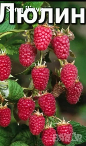 Продавам ягоди и малини, снимка 9 - Разсади - 54270403