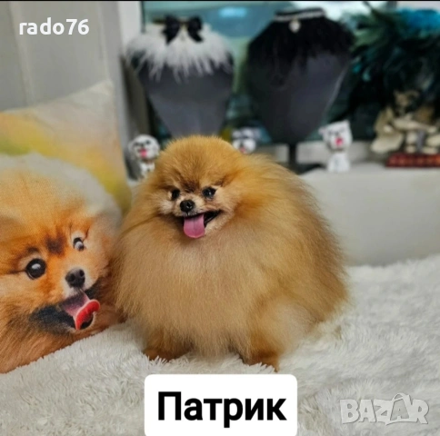 Две Пухкави Померанчета Момчета – Мини Тип Мече, Готови за Нов Дом, снимка 15 - Померан - 54963266