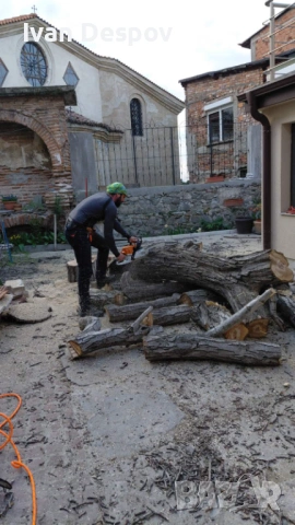 Премахване на опасни клони и дървета | Резитба | Грижа за дърветата, снимка 4 - Други услуги - 54055884
