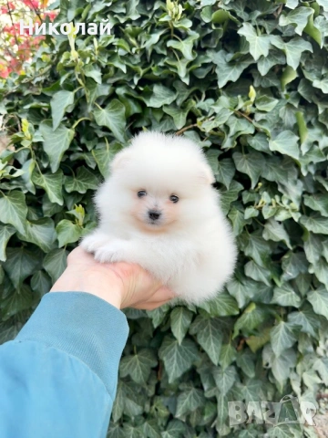 Померан мини момиче. Померанче, снимка 6 - Померан - 54216863