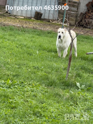 САО момиче на 57 дни.