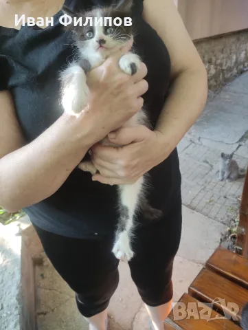 Подарявам малки котета, снимка 2 - Други - 55494205