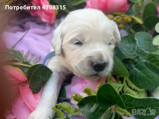 Голдън ретривър игрив мъник , снимка 3 - Голдън ретривър - 54173947