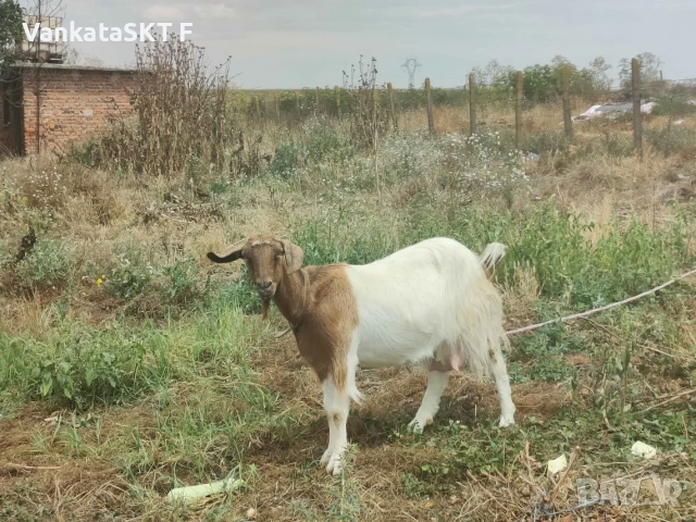 Женска Козичка!, снимка 4 - Кози - 55219113