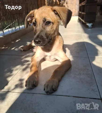 Две кученца търсят дом
