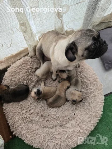 🐾 Очарователни бебета мопс търсят своите любящи семейства! 🐾