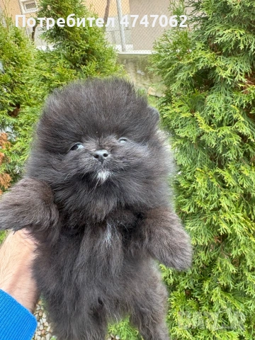 Померан момчета и момиче, снимка 6 - Померан - 54019512
