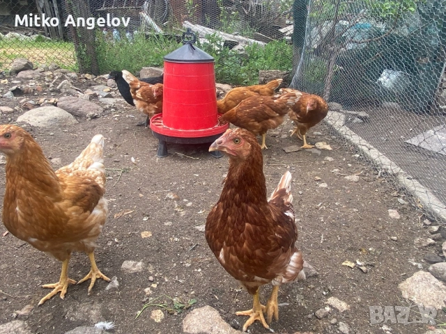 КОКОШКИ , ЯРКИ , снимка 2 - Кокошки и пуйки - 53757083