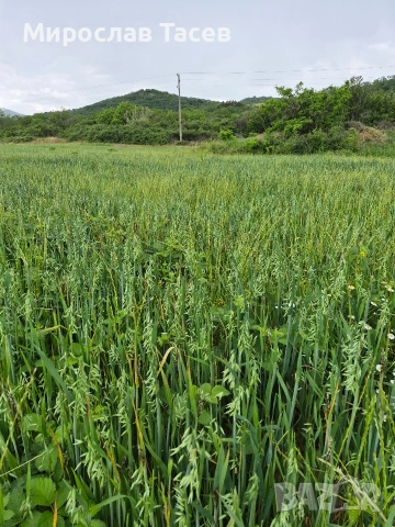 Бали овес с зърното