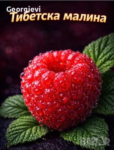 Ягодова малина