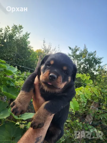 🐶 Свободни са 2 женски и 1 мъжко кученце. с по 1 ваксина, снимка 4 - Ротвайлер - 55424016