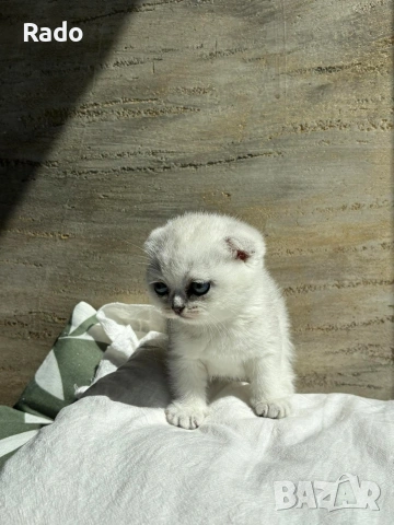 Клепоухи сребърни чинчили, снимка 14 - Чинчили - 54220677