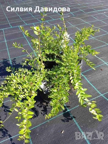 Лоницера пелиата , снимка 2 - Градински цветя и растения - 54314004