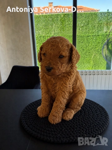 Poodle toy/Пудел Той