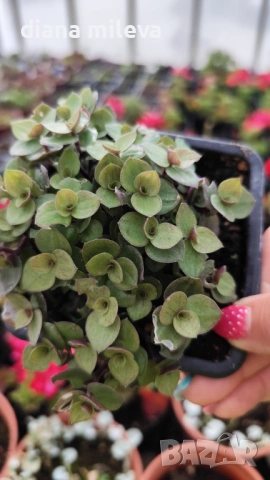 Кализия, Callisia Repens Care, снимка 15 - Стайни растения - 42265579