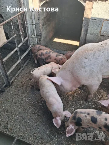 Продавам Прасенца, снимка 3 - Прасета - 55429085