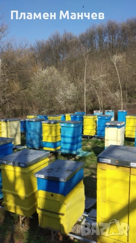 Продавам ранни пчелни отводки, снимка 4 - За пчели - 54497643