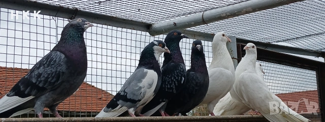 Пазарджишки гълъби , снимка 8 - Гълъби - 54061614