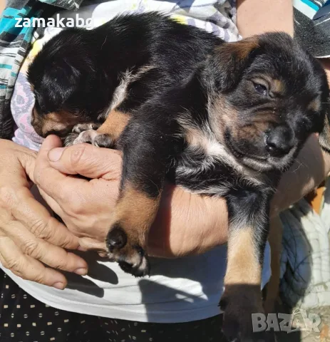 Подаряваме 8 малки сладки кученца на около месец кафеви и черни, снимка 3 - Други - 55674817