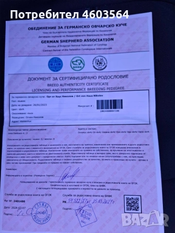 Немски овчарки, снимка 11 - Немска овчарка - 54514129