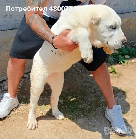 CAO Алабай