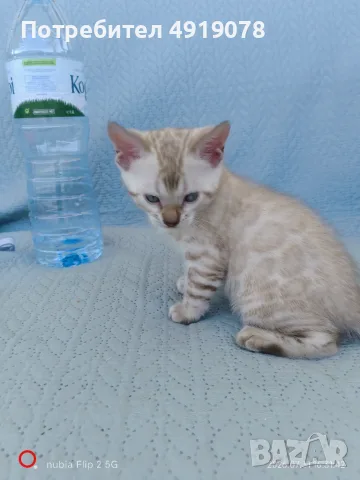  Женска бенгалска котка, Bengal Snow Lynx, , снимка 4 - Бенгалски - 55665985