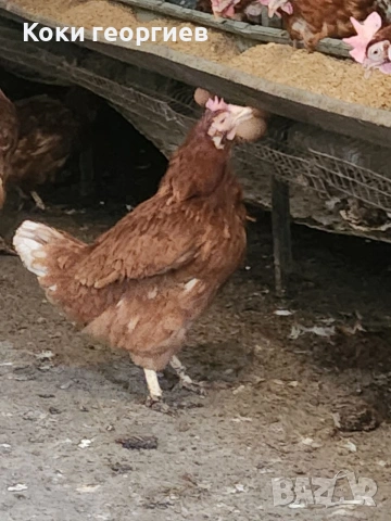 продавам кокошки носачки ломан Браун за яйца на 12 месец 