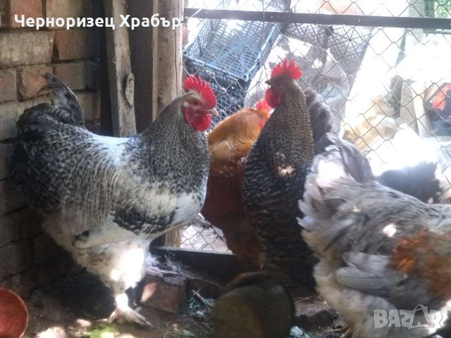 Млади домашни петли , снимка 2 - Кокошки и пуйки - 54682385