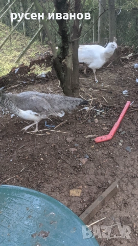 бели пауни 3 години, снимка 3 - други­ - 53955078