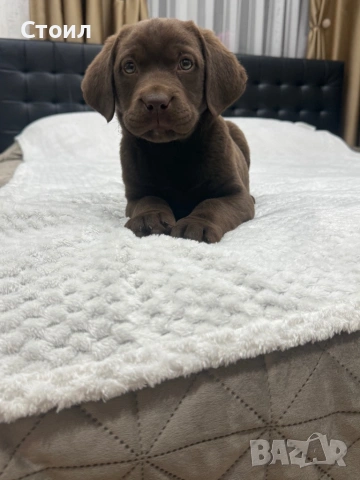 Чистокръвни Лабрадор Ретривър:, снимка 4 - Лабрадор ретривър - 53164804