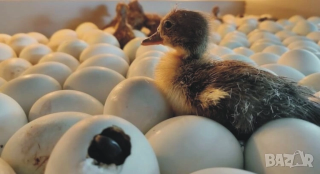 оплодени и проверени Яйца ПАТИЦА -Разплодни яйца за люпене от НЕМИ Патки порода Мускусна Турска