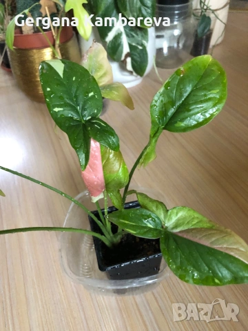 Syngonium Red Spot Tricolor , снимка 2 - Стайни растения - 54476089