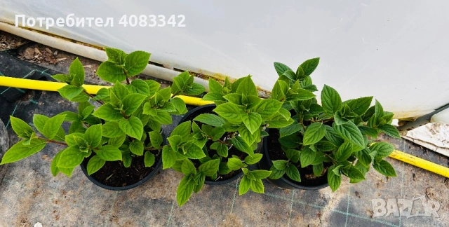 Хортензия за слънце, снимка 4 - Градински цветя и растения - 54139787