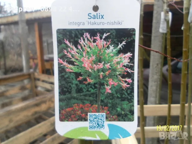 Японска върба Salix Hakuro Nishiki - Фламинго Студоустойчива , снимка 4 - Разсади - 55481463
