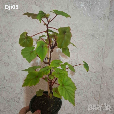 Бегония Grandis, снимка 8 - Стайни растения - 54974780