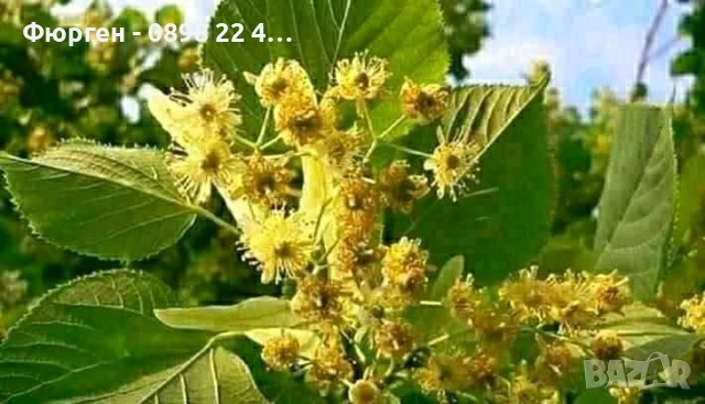 Липа (Tilia) – Фиданки за ароматен чай и красива градина