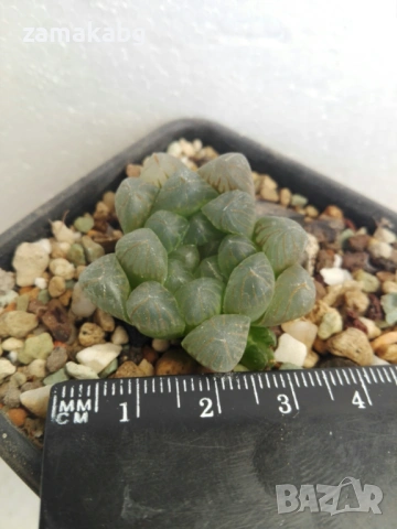 Хавортия коопери (Haworthia cooperi var. obtusa)