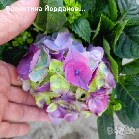 хортензия за сянка , снимка 2 - Градински цветя и растения - 54333886
