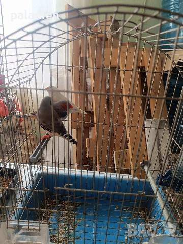 зеброви амадини, снимка 2 - други­ - 54049497