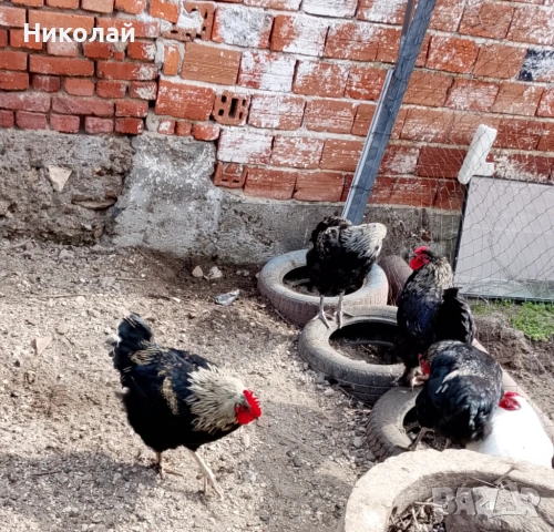 Домашни петли