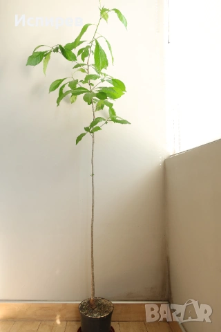 Африкански Баобаб, Боабаб, Adansonia digitata, 3-год. семенна фиданка