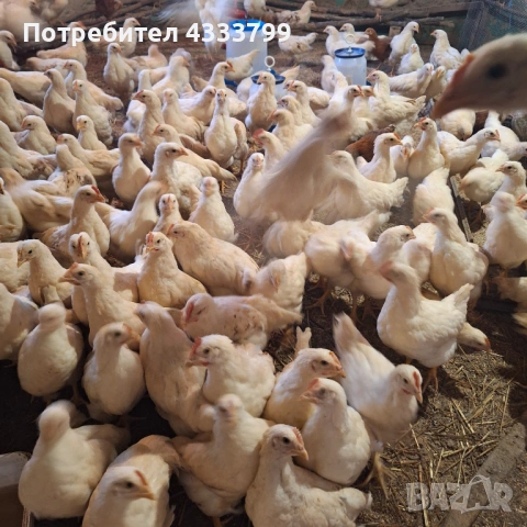 Продавам петли на 3 месеца