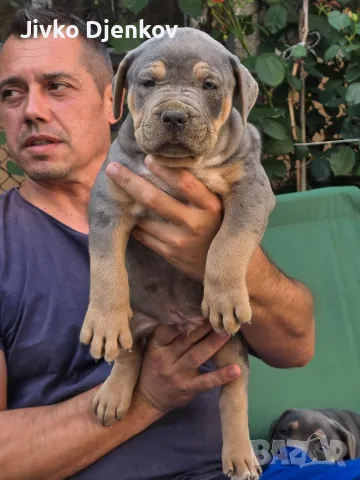 Американско були ХЛ /American bully XL, снимка 5 - Други - 55673984