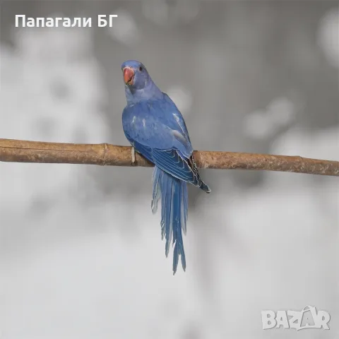 Малък Александър - ръчно хранени, снимка 2 - Папагали - 55509453