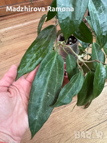 Hoya Хоя Jasper blink , снимка 3 - Стайни растения - 54569576