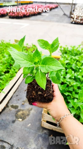 Хортензия Сибила, Hydrangea macrophylla Sibilla за сянка!!, снимка 5 - Градински цветя и растения - 54722792